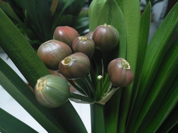 君子兰开花后变成三个头了咋养,君子兰怎样才能结子