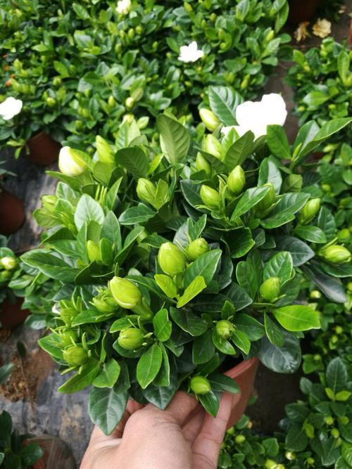 栀子花浇酸水后蔫了怎么办,家里栀子花叶子发黄是什么原因