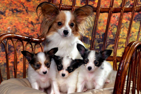 狗狗产后营养不够,狗狗产后不能吃什么