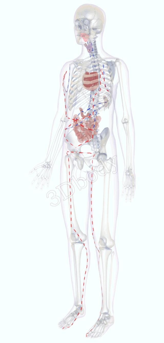 3d经络循行图讲解,阴维脉与阳维脉3d循行动态走向图