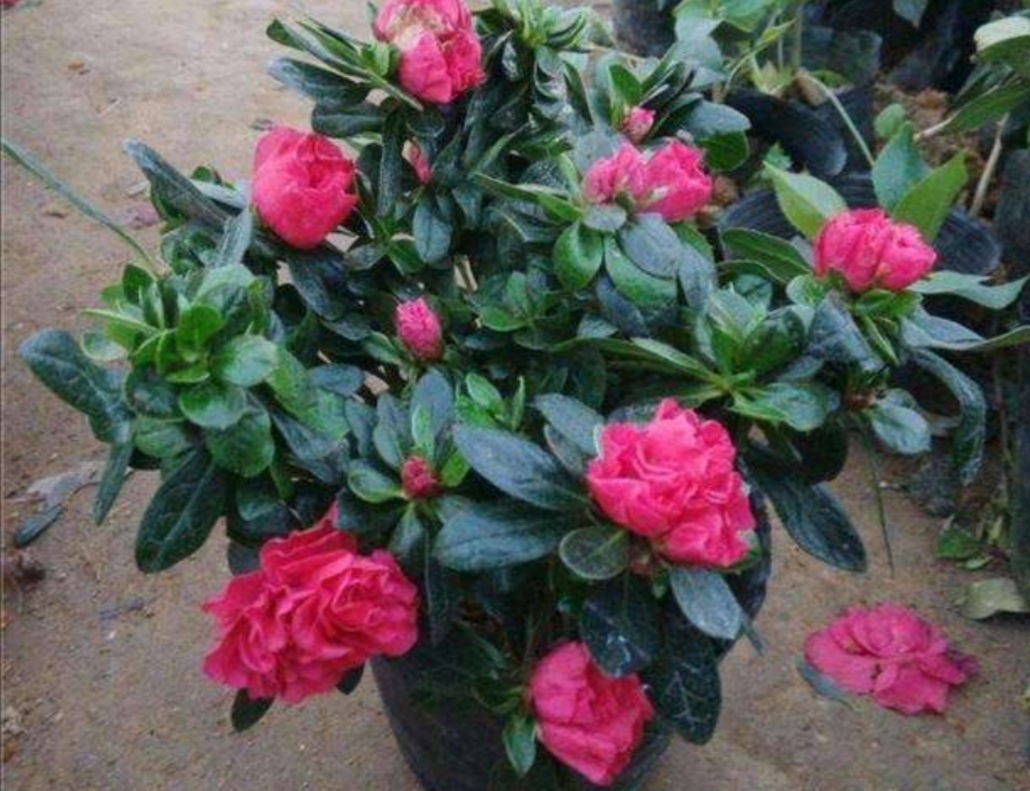 西洋杜鹃黄叶落叶怎么办,新收到的杜鹃花花蔫了怎么办