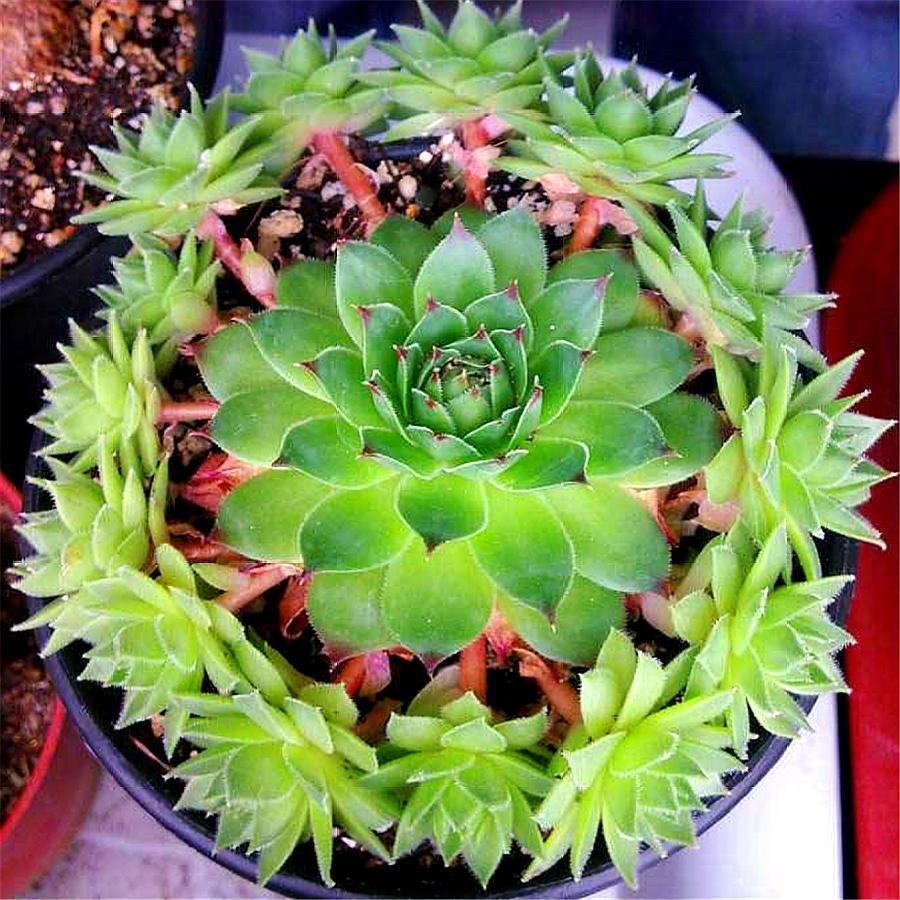 观音莲怎么服盆快生长快,观音莲怎么上色最好看