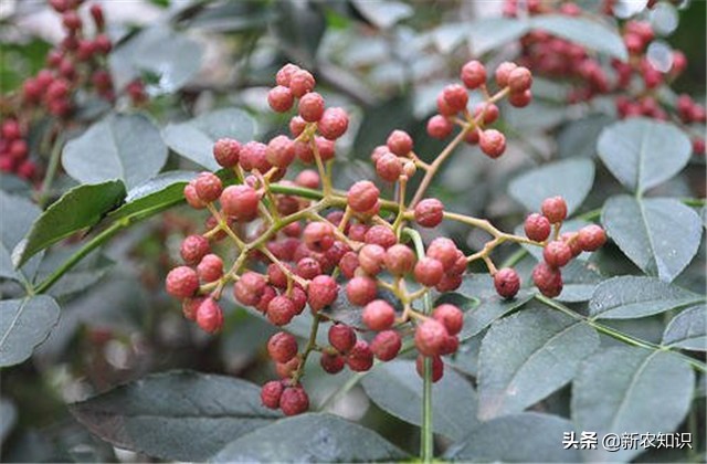 花椒病虫害的生物防治措施学习班,花椒种植管理技术与病虫害