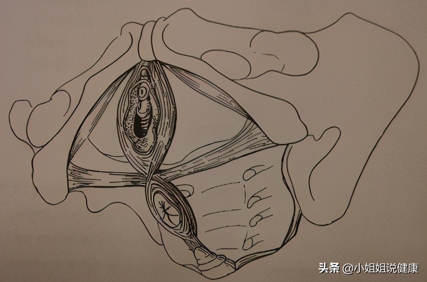 盆底锻炼除了凯格尔还有哪些,凯格尔运动能锻炼盆底深层肌肉吗