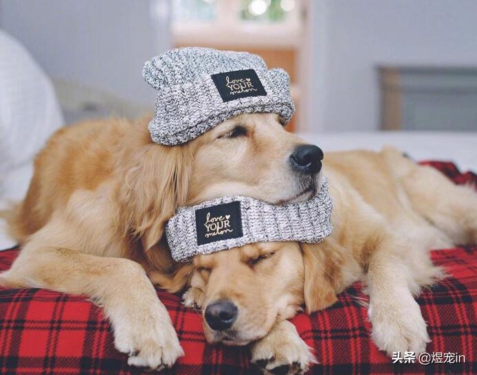 被金毛吓晕了,看到狗狗被虐待内心很痛苦