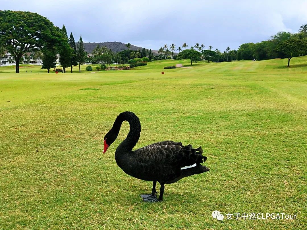 这是一场与高尔夫的热爱之旅！（二）