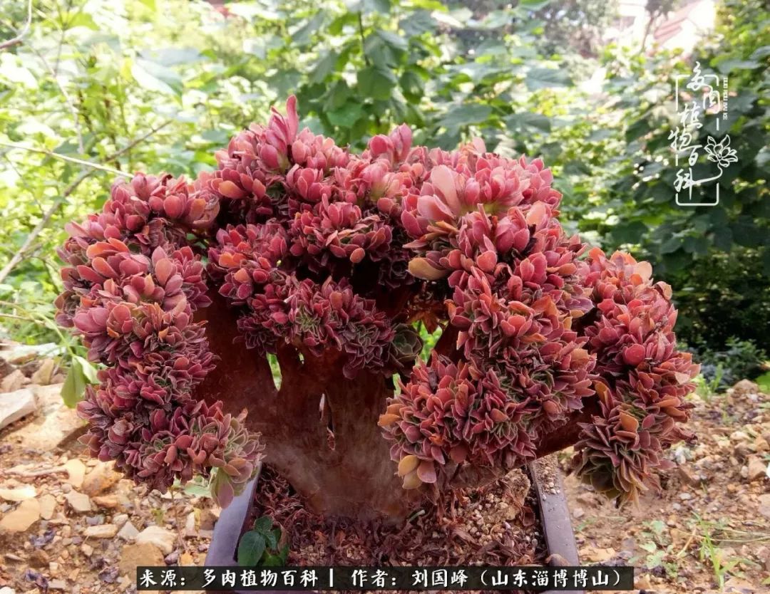 多肉安全度夏技巧,多肉如何度夏教学