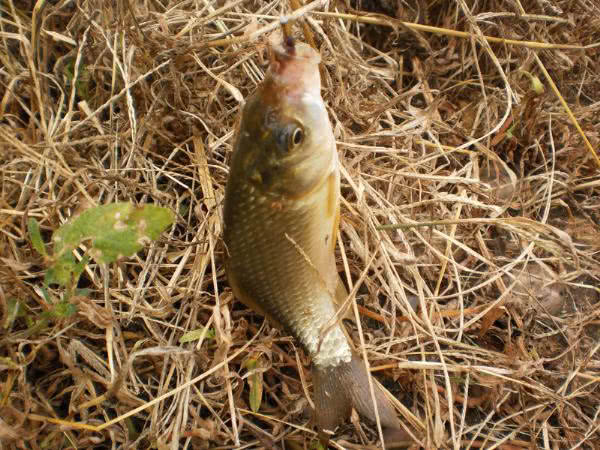 夏季钓野河怎样选钓位,初夏钓野鲫怎么选钓点