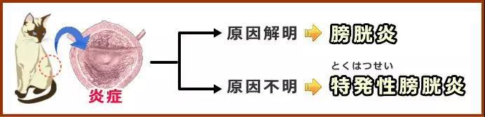 猫咪得了膀胱炎吃什么猫粮,猫咪得了膀胱炎怎么办