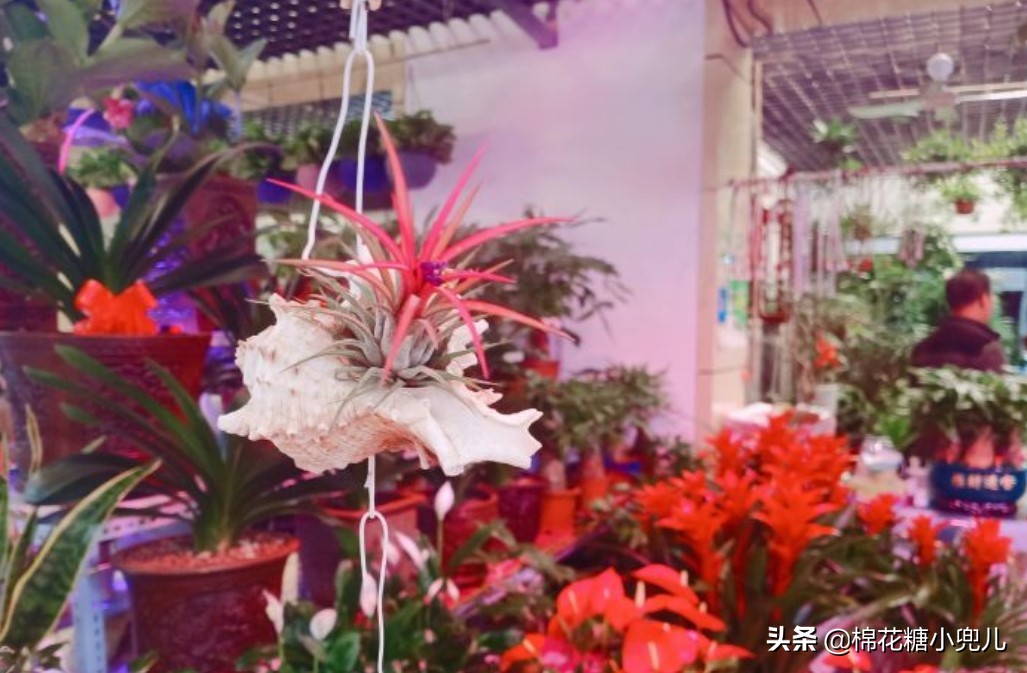 北京盆栽花卉批发市场,北京众兴花卉批发市场