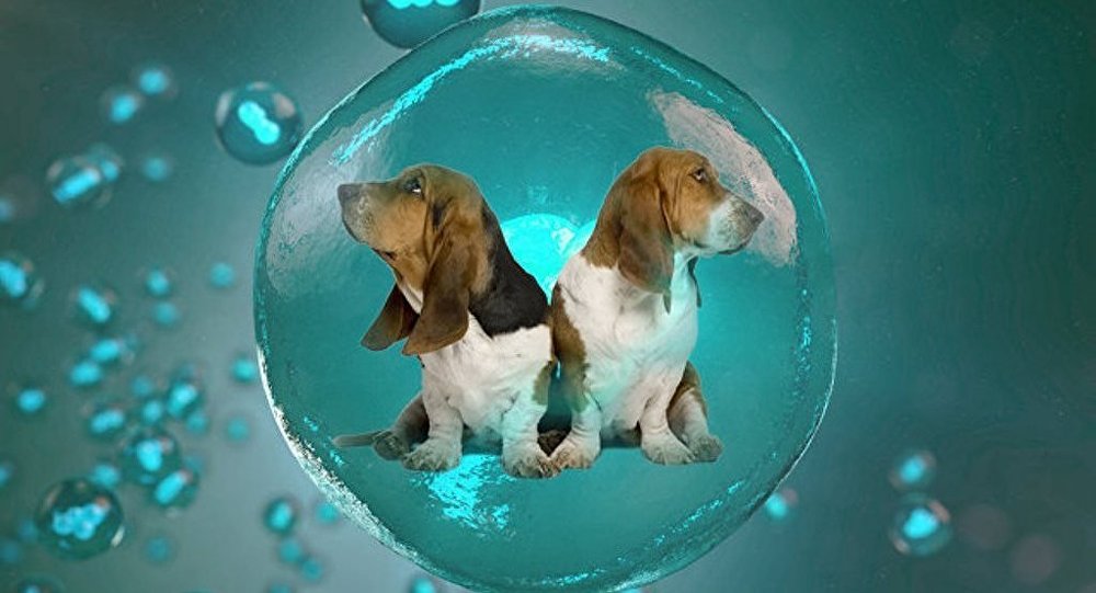 当年的克隆羊多莉怎么样了,为何无人再提克隆技术