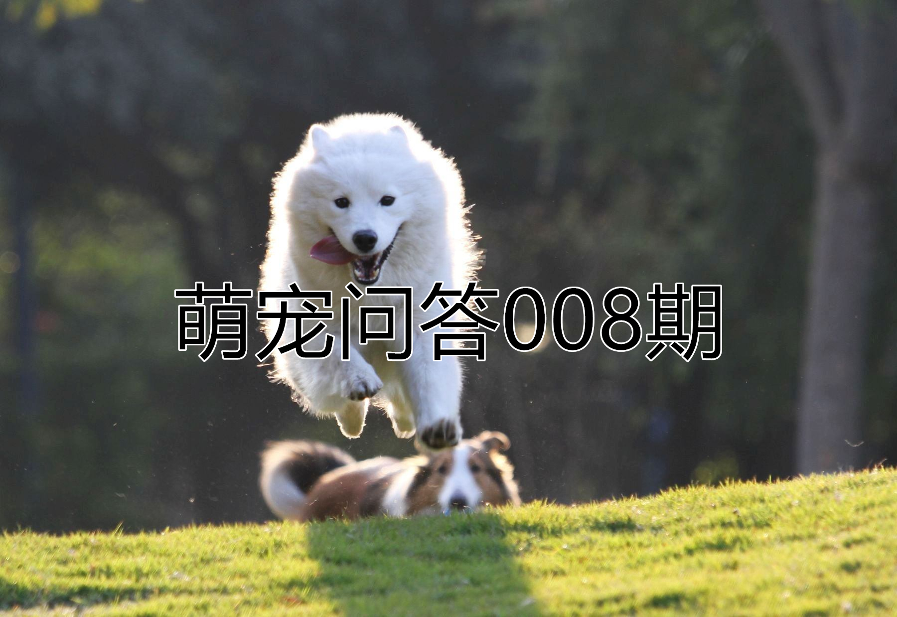 狗狗出门太活跃了怎么办,怎么防止狗狗过度兴奋