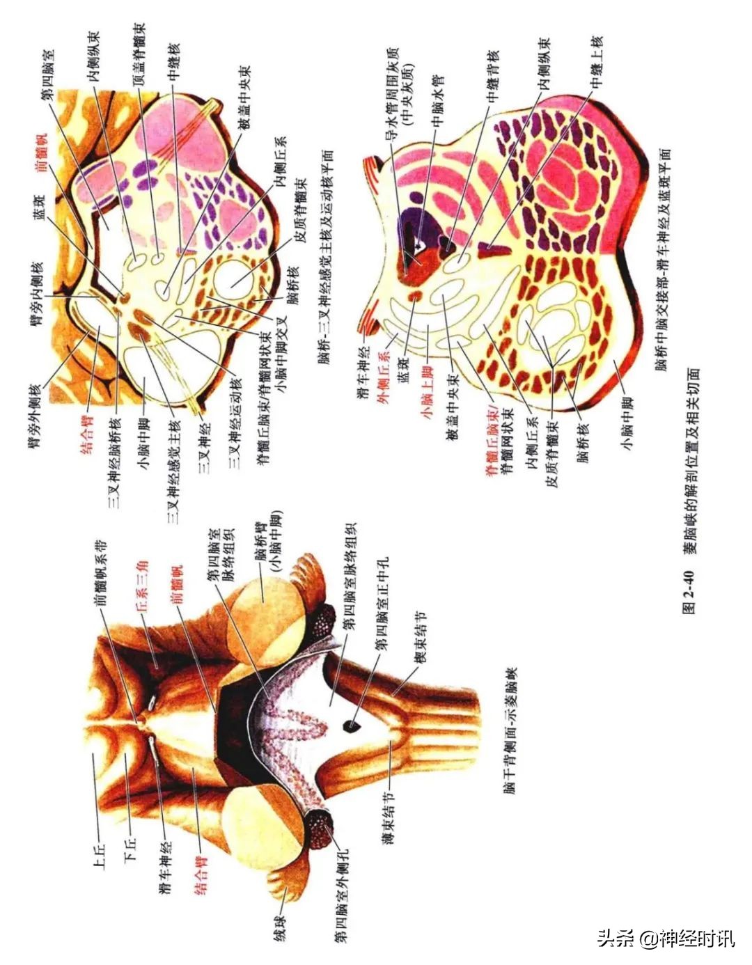 脑干解剖,脑干神经解剖