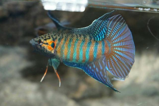 观赏鱼患病，哪种鱼药最好用，为什么老鱼友很少使用过多鱼药？