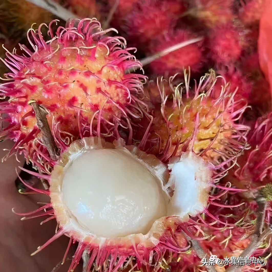 水果天堂：海南水果品种及上市时间表