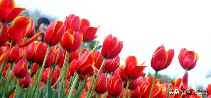 荷兰郁金香当年有多疯狂,重温荷兰在世界杯的光辉