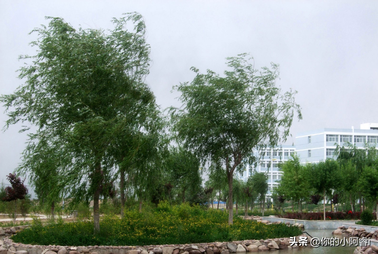 宁夏师范学院古雁校区,宁夏师范学院毕业论文