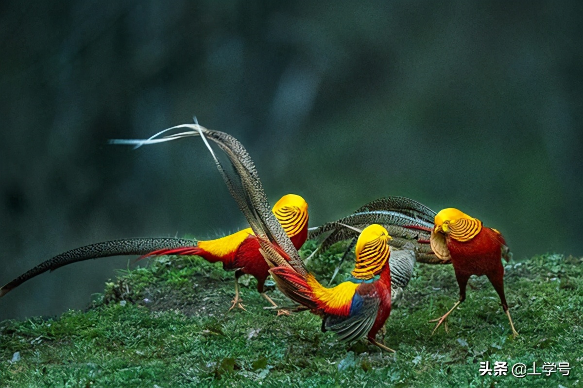 宝妈半夜打电话,4岁小孩撒谎有什么解决办法