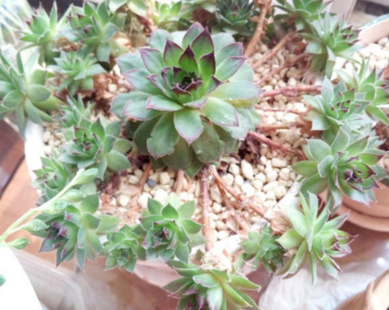 多肉怎么养才能爆盆观音莲,多肉植物观音莲养殖方法