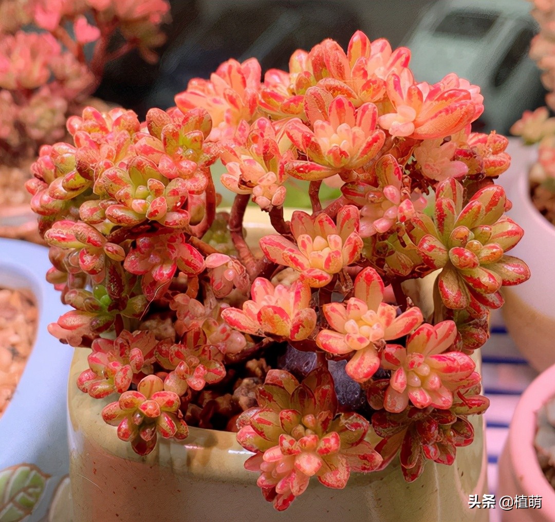 小人祭上盆修根吗,小人祭多肉的枝干怎么养粗壮