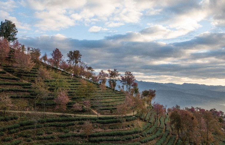 南涧樱花谷什么时候去最热闹,国内最美的樱花谷