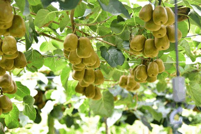 又大又甜的猕猴桃等你来采摘,招远猕猴桃采摘园在哪