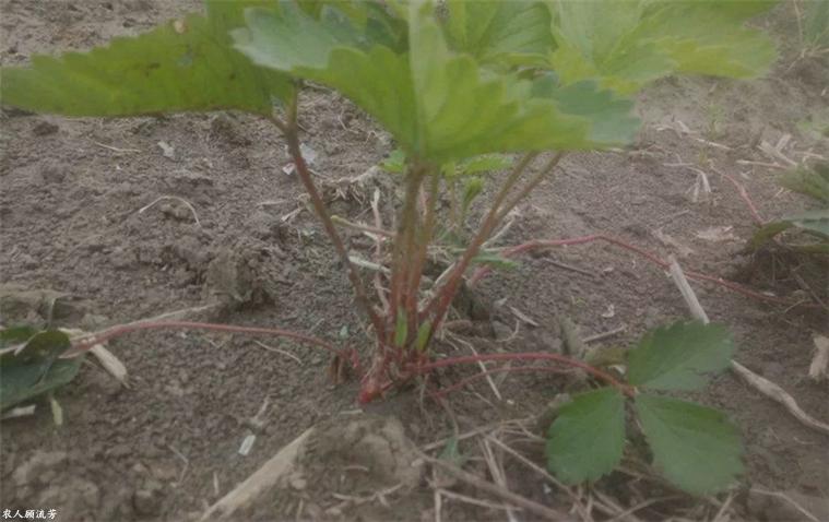 草莓容易长毛的原因,草莓茎杆发红是什么病害