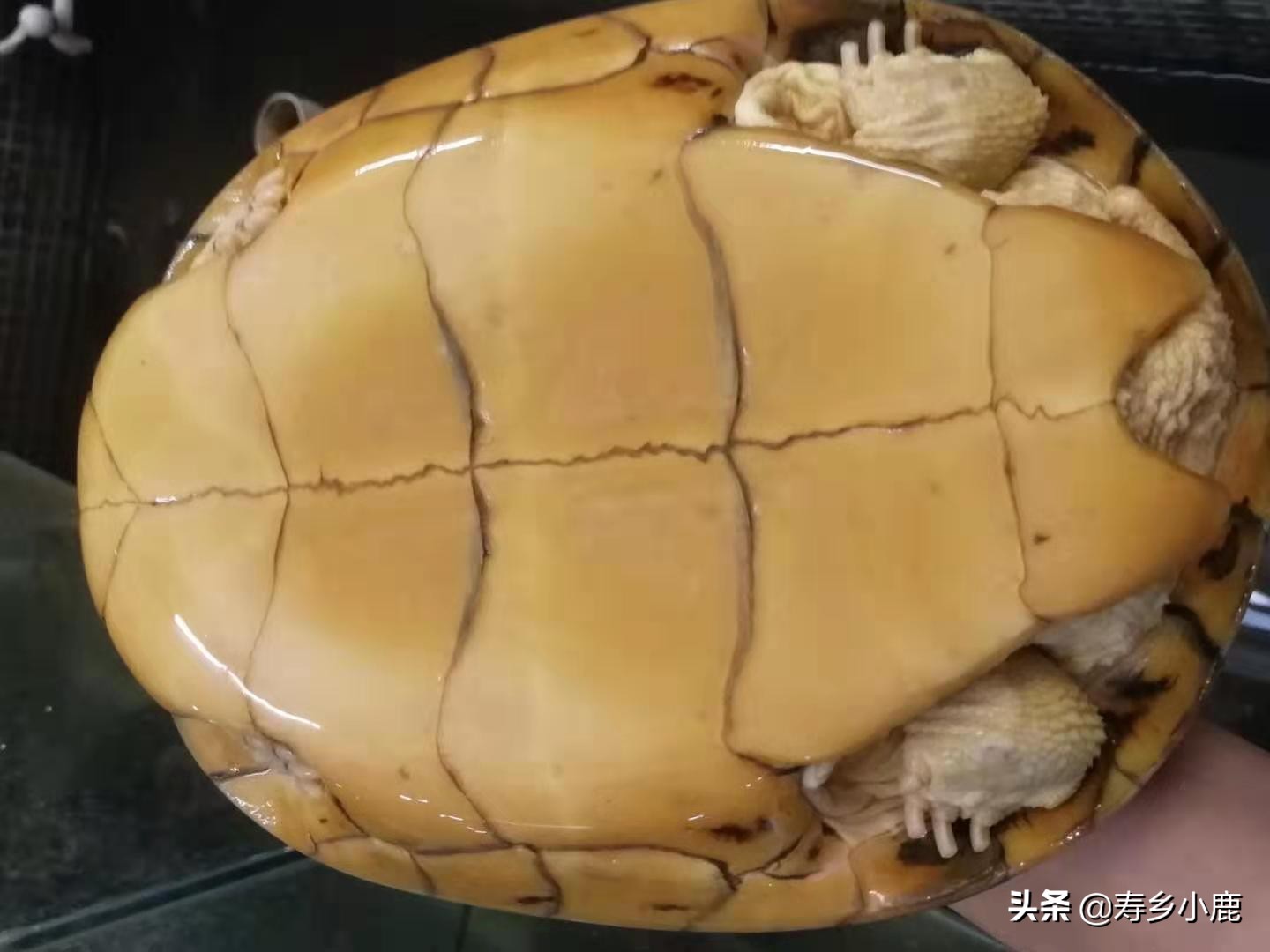 石金钱龟怎么不吃东西,石金钱龟不吃怎么回事