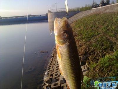 路亚技巧初学者,路亚新手入门教程一般用多长的竿