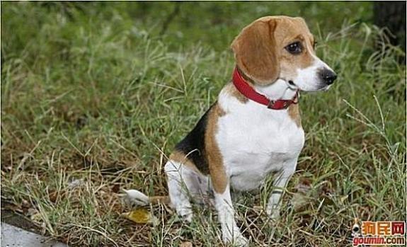 狗狗大全,送给喜欢狗的人）