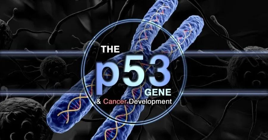 ​挑战传统理论：顾伟团队发现p53蛋白稳定非其抑癌作用所必需