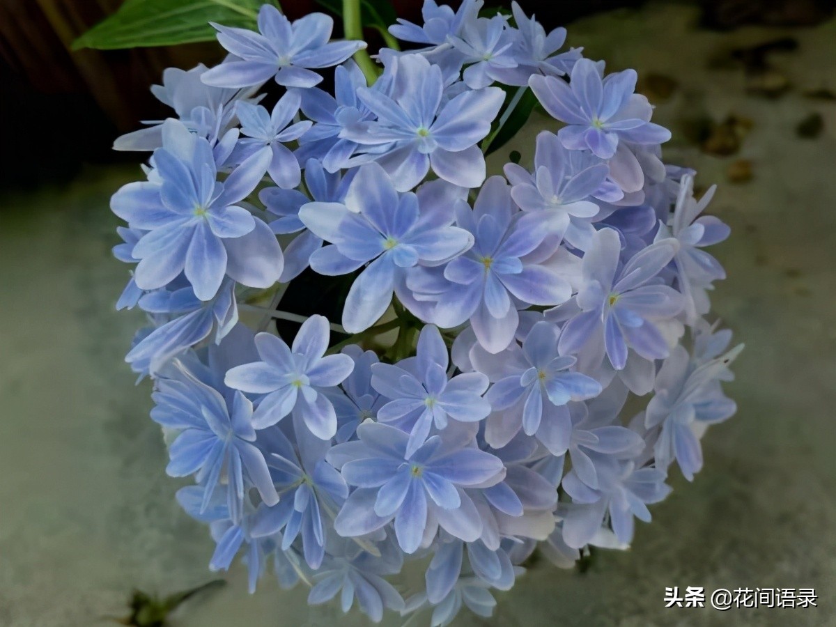 万花镜梦幻蓝调色,万华镜绣球花哪个颜色最好看