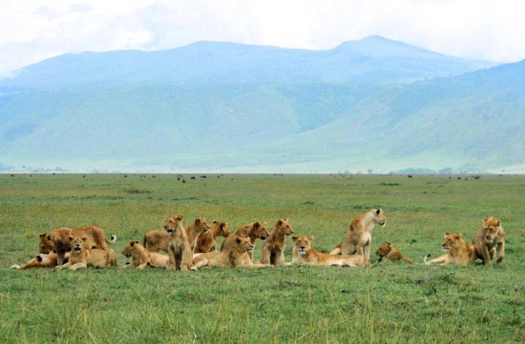 动物为什么要远离人类,为啥动物会主动远离人