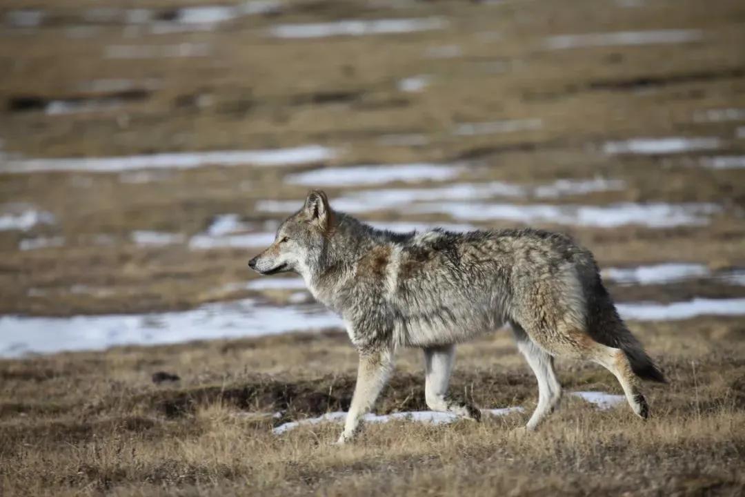 丝路甘孜川西秘境纪录片,丝路甘孜康藏秘境第五站