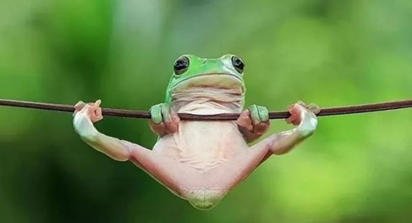 盘点各种呆萌生物,萌萌哒的动物图片大全