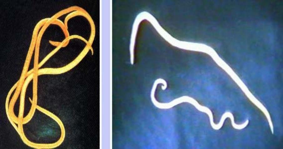 狗狗体内外寄生虫有哪些？看完这篇再也不用为这事儿发愁了