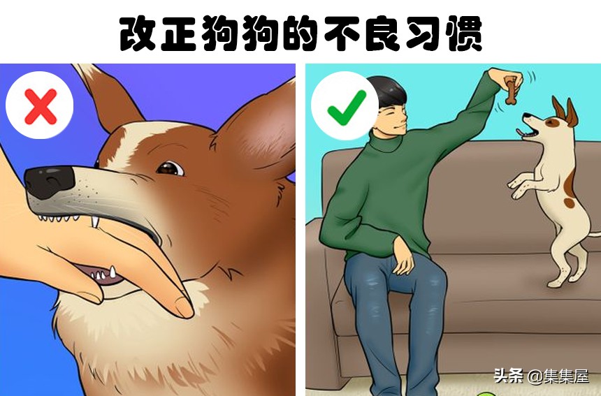 狗狗喜欢咬东西戴什么纠正,狗狗喜欢吞食怎么办