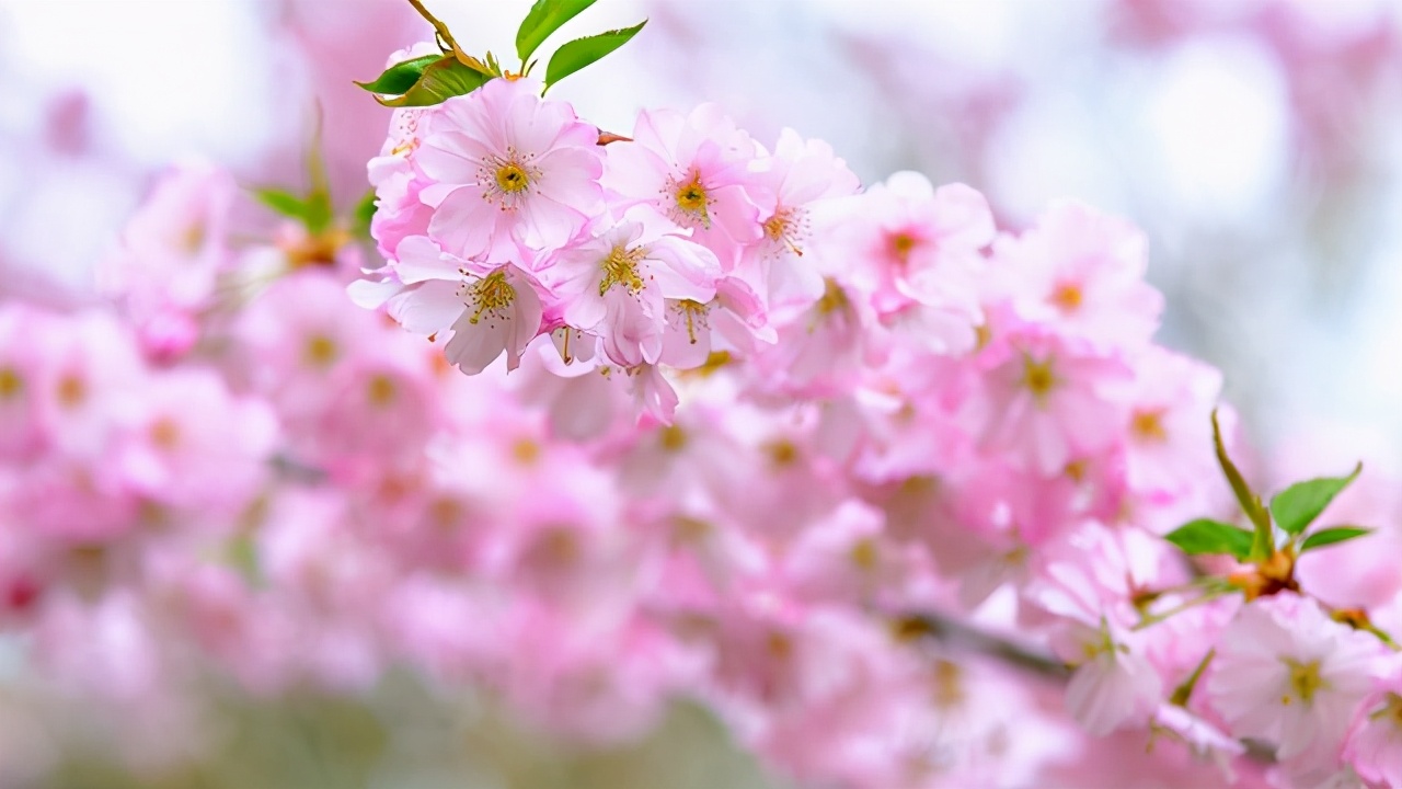 为什么有的女生没人追没男朋友,没人追也很好追