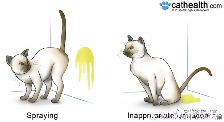 猫咪乱拉尿，打一顿解决不了问题：找出乱拉尿原因才是关键