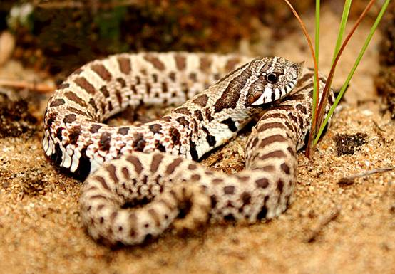 除了大象以外谁的鼻子长,除了大象鼻子长还有谁的鼻子长