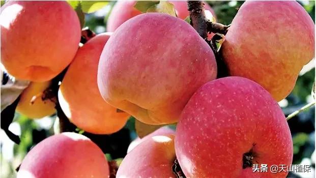 台湾苹果丝瓜栽培要点,苹果栽培管理技术