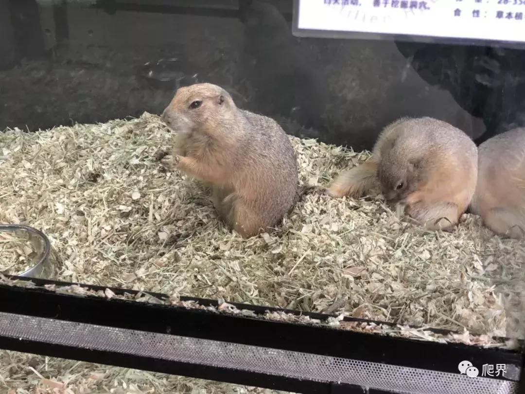 伦敦的爬宠店,隐藏在小区深处的店铺