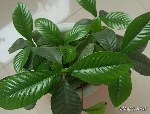 家中植物被冻伤了怎么办,家里植物被冻了怎么办