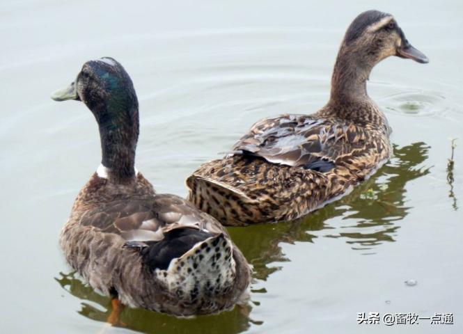 番鸭花肝防治方法,番鸭疾病防治的常用药