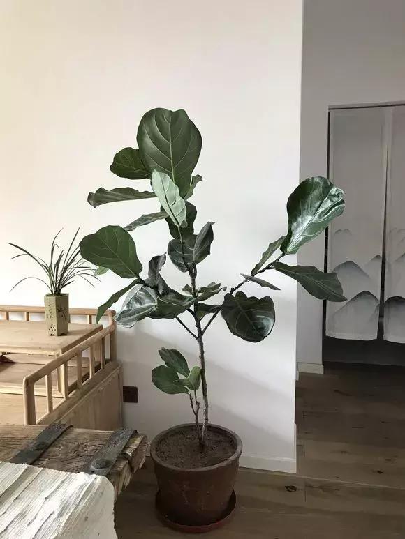 有什么花和草可以吸甲醛,家里养这2种花净化空气带来好运