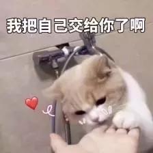猫咪不吃饭无精打采一直趴在地上,猫咪每天都无精打采不吃喝怎么办