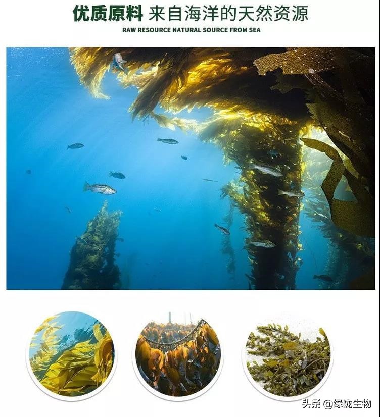 海藻精对植物的效果,海藻精水溶肥料有什么作用