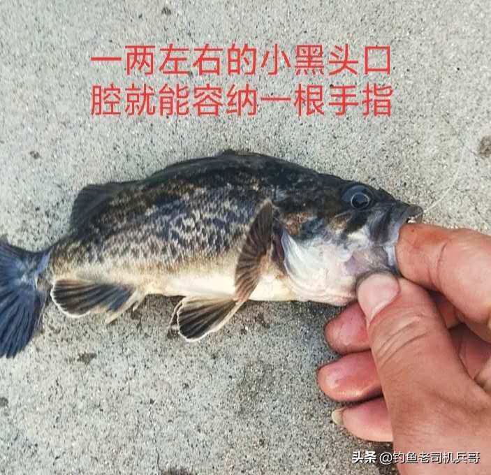 各种鱼钩适合钓什么鱼,各类鱼钩分别适合钓什么鱼