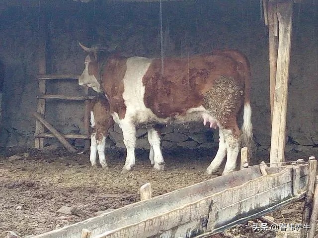 刚出生的小牛犊子喘怎么办,初生小牛犊喘怎么治疗用什么药
