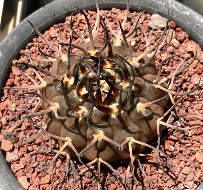 太极莲仙人球,狂莲仙人球